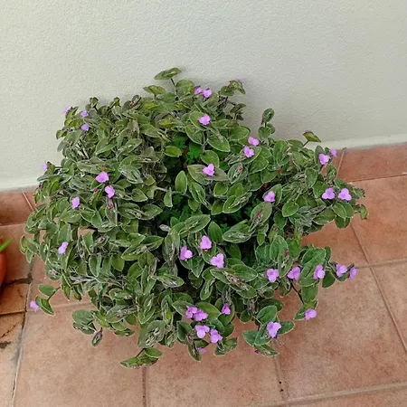 A Casa Tua Affitti Brevi Bed & Breakfast